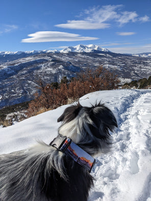 Circular Threads Pets Aspen Maroon Bells Fall Colorado Dog Collar