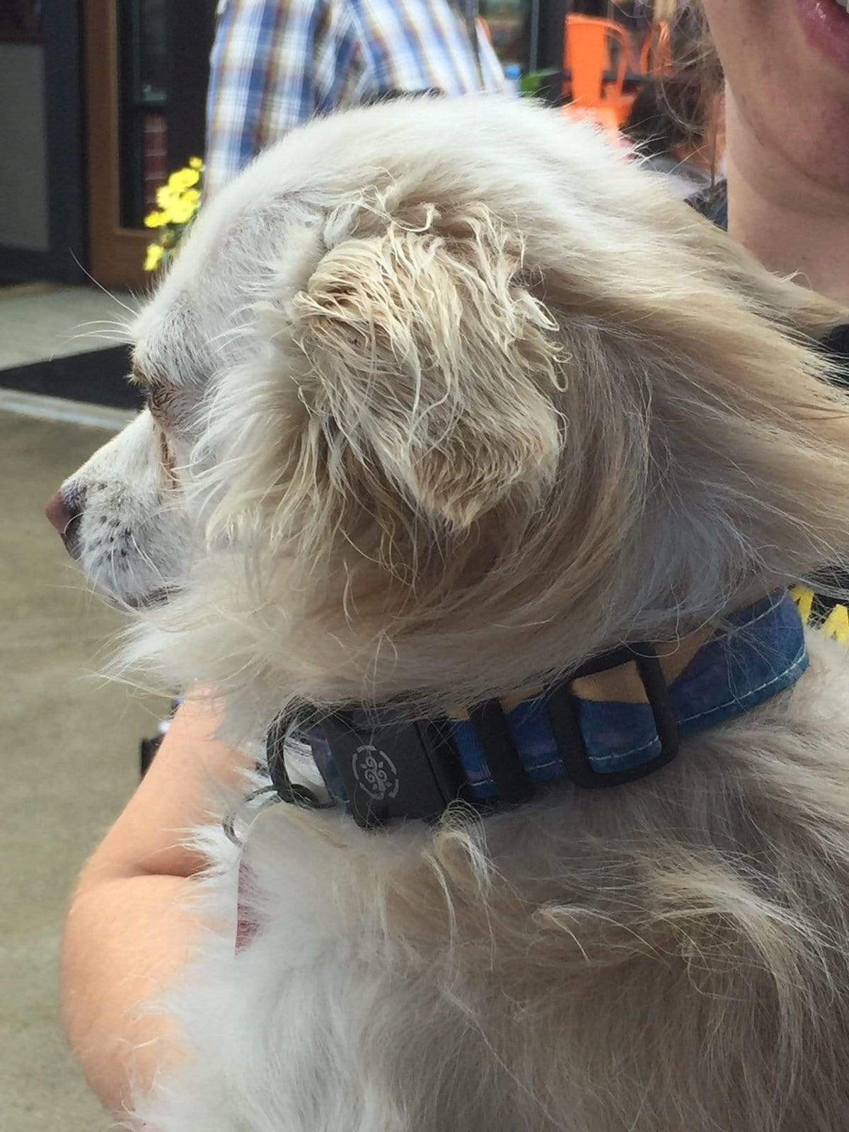 Summer Sunset Breckenridge Colorado Dog Collar with Dog Model Side View