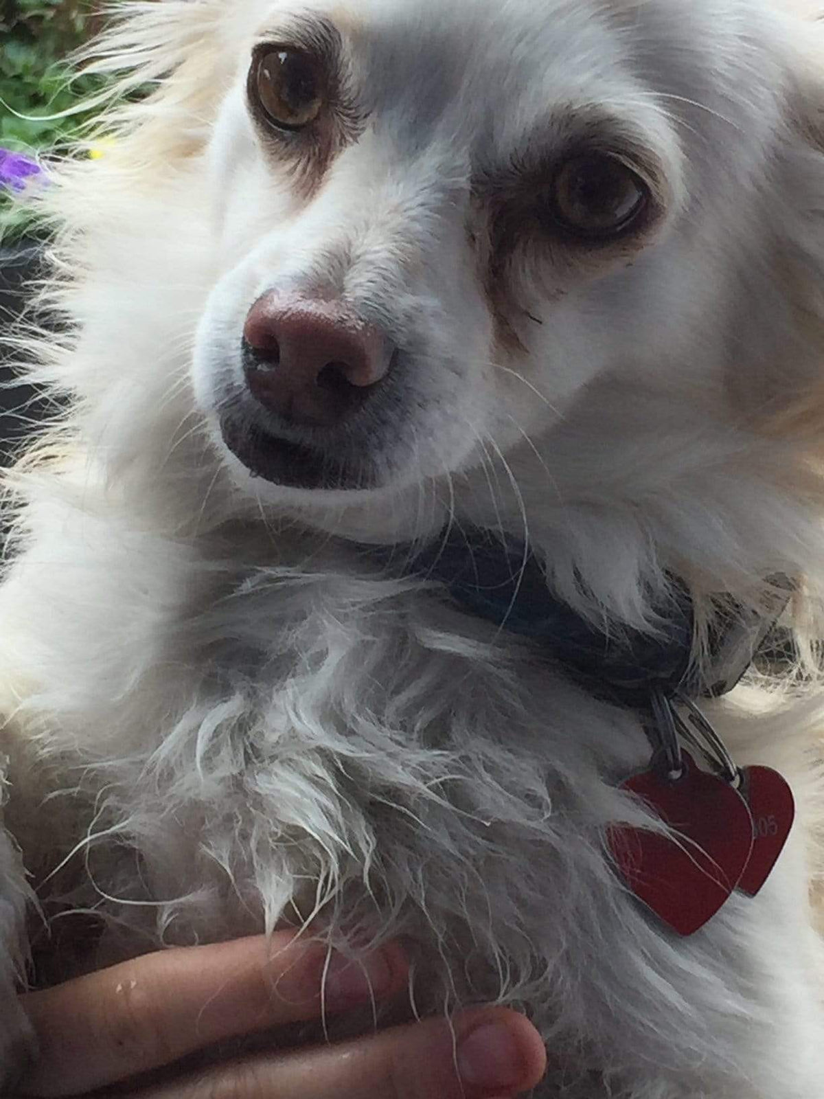 Circular Threads Pets Breckenridge Colorado Summer Sunset Dog Collars