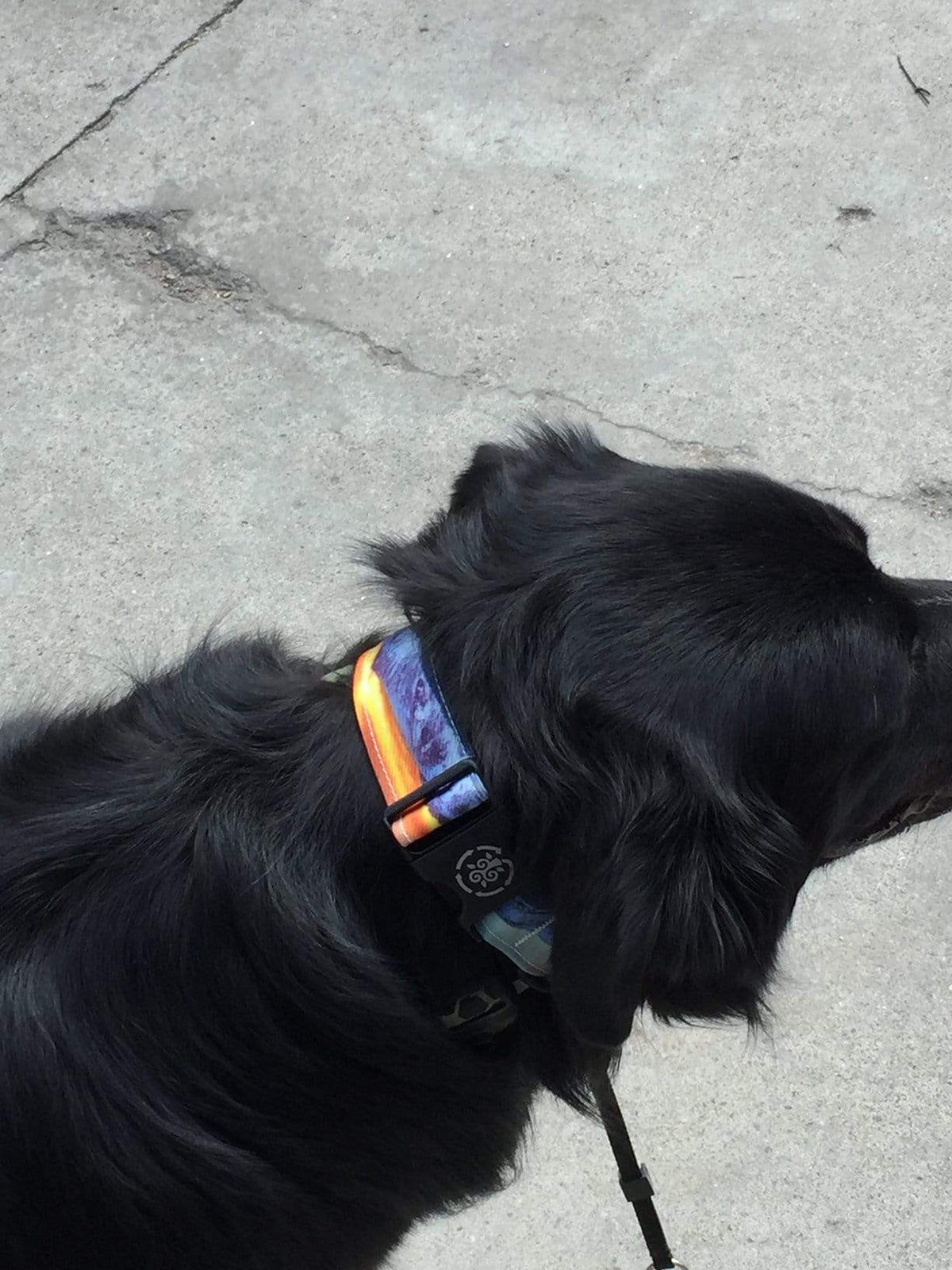 Breckenridge Colorado Orange Sunset Dog Collar on Black Dog Model