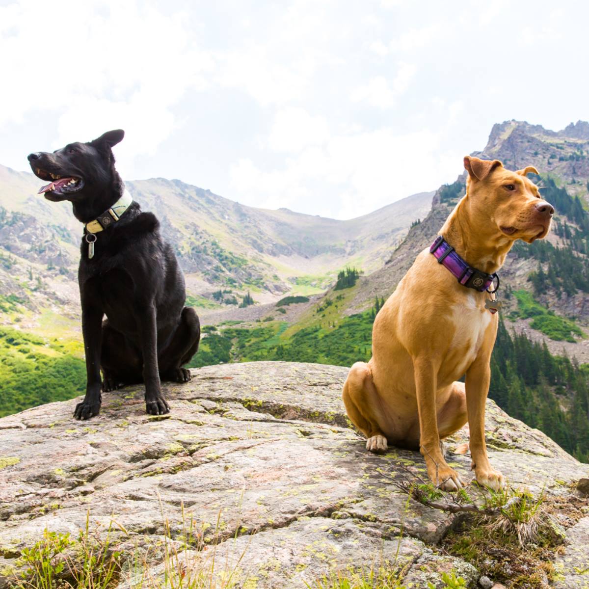 Two Colorado dog models wearing Circular Threads dog collars at top of mountain
