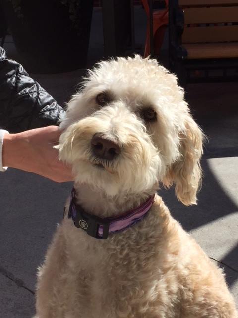 Goldendoodle Tan Dog Model wearing Breck Colorado Purple Sunset Dog Collar