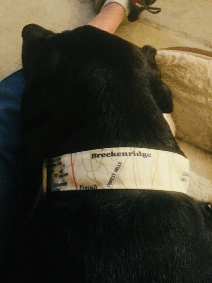 Picture of black lab dog model wearing Circular Threads Topo Dog Collar
