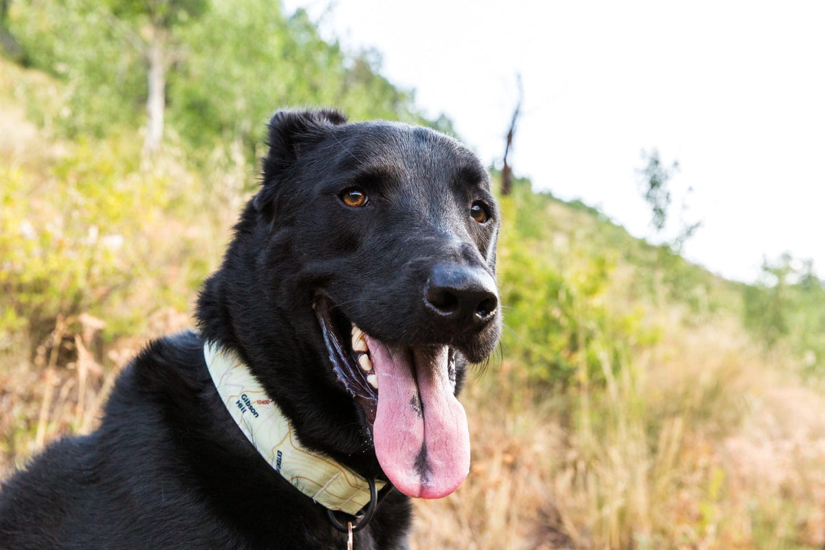 Circular Threads Pets Breckenridge Topo Chart Dog Collar