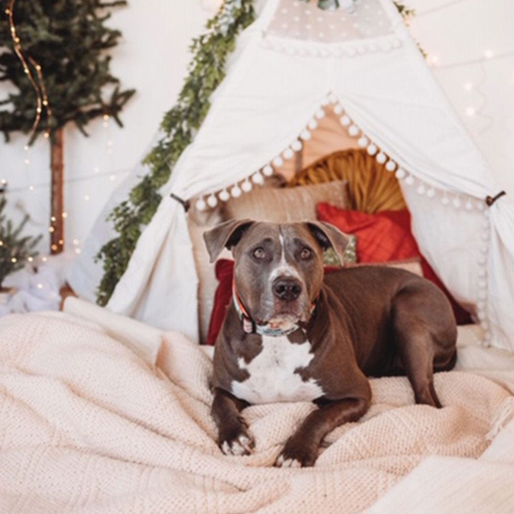 Circular Threads Pets Christmas Vacation Dog Collar