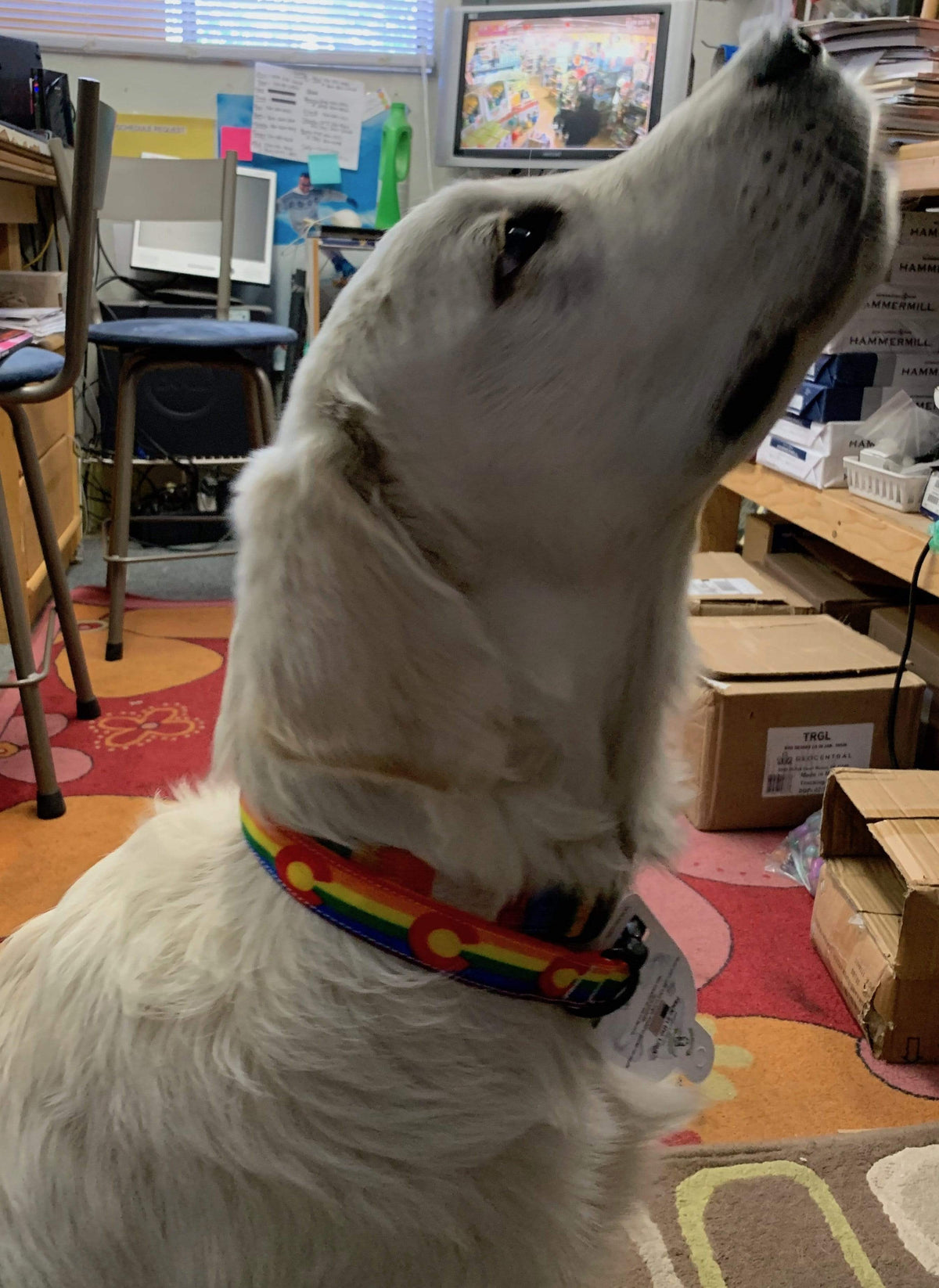 Circular Threads Pets Colorado Rainbow Pride Flag Dog Collars