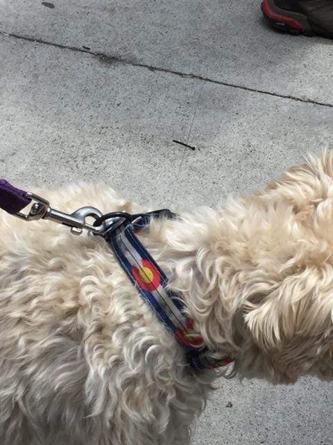 A picture of a dog model side view wearing a Circular Threads Colorado Flag Dog Collar