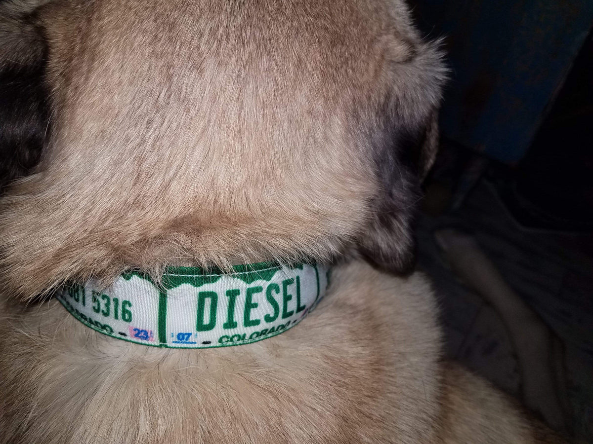 Circular Threads Pets Custom Vanity License Plate Dog Collar