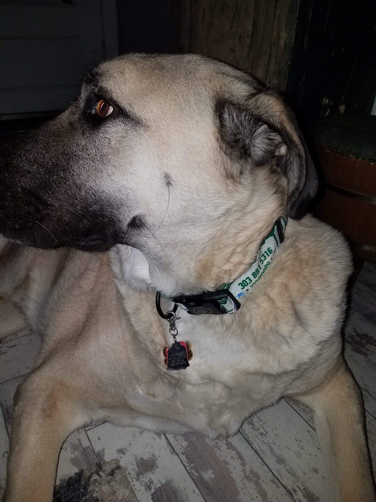 Circular Threads Pets Custom Dog Name Colorado Vanity License Plate Dog Collars